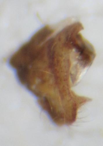Réf. 263 662 : Phytocoris sp.